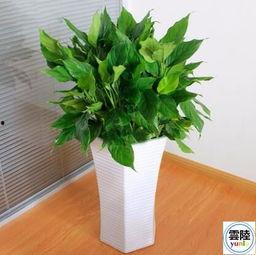 网友爆料绿植清香木视频,清香木绿植视频走红网络，清新气息引关注